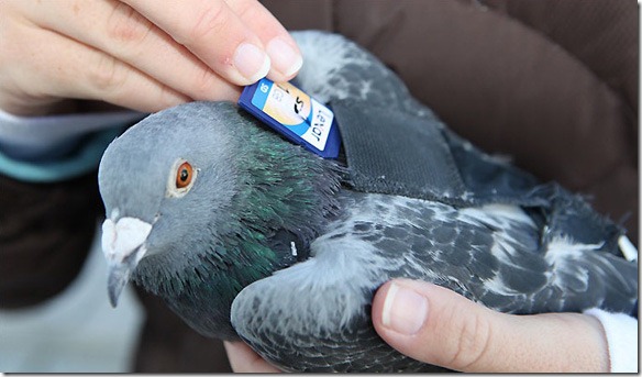 Pigeon-Send-SD-card